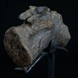 Diplodocus Caudal Vertebra With Stand #10265-7